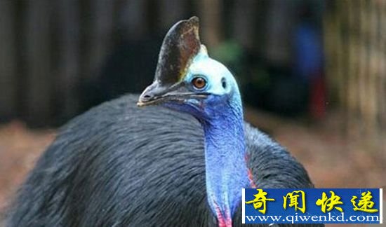 最危险的鸟类威胁人类生命 爪子锋利瞬间毙命