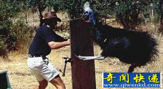 最危险的鸟类威胁人类生命 爪子锋利瞬间毙命