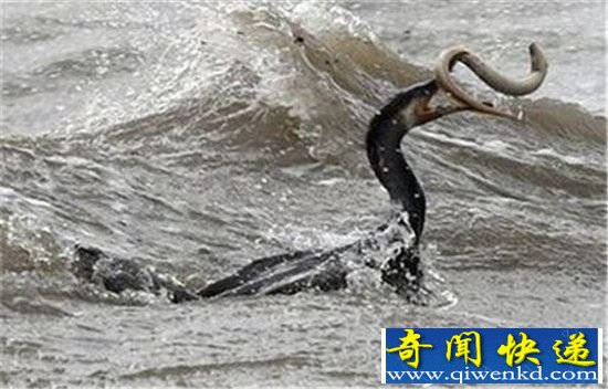 尼斯湖水怪竟是最后一只恐龙 震惊世界!