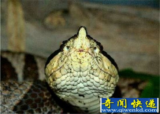 中国十大毒蛇现深圳 上演生吞活人戏码!