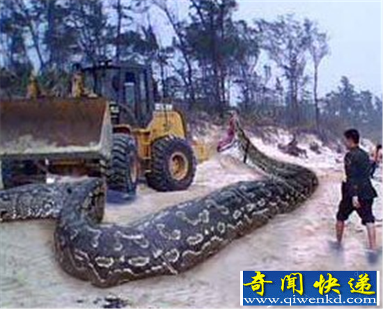 工地施工挖出史前巨兽 是巨蟒还是恐龙?