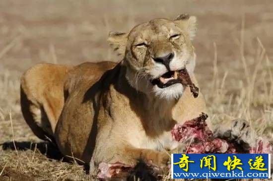 狮子会因为驱赶鬣狗放弃食物吗? 答案是不!