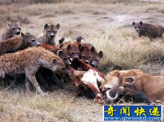 狮子会因为驱赶鬣狗放弃食物吗? 答案是不!