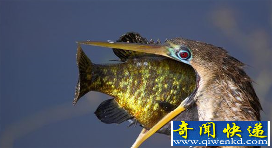 动物界巨嘴动物盘点 人心不足蛇吞象这么来的