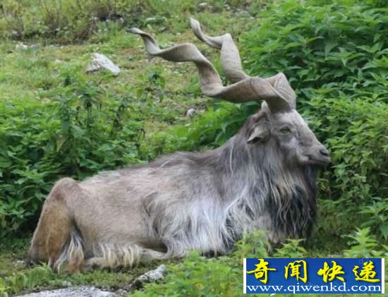 长螺旋角的捻角山羊 告诉你什么叫做神兽范儿