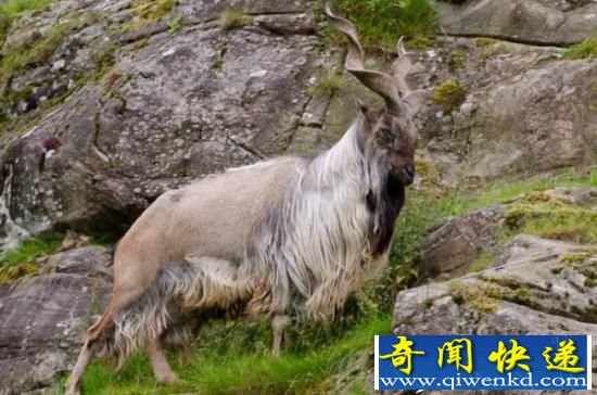 长螺旋角的捻角山羊 告诉你什么叫做神兽范儿