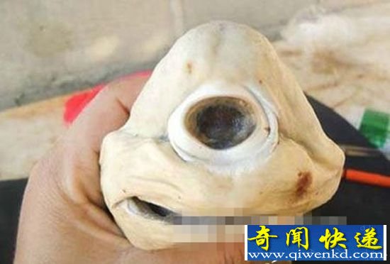 罕见独眼鲨鱼吸血飞行蛙 世界上最奇异动物