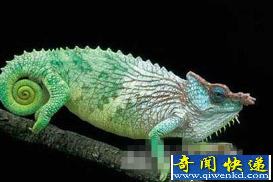 罕见独眼鲨鱼吸血飞行蛙 世界上最奇异动物