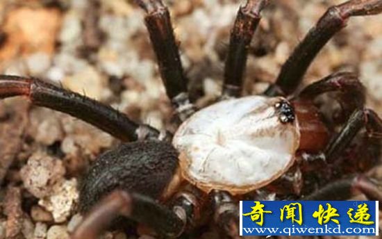 罕见独眼鲨鱼吸血飞行蛙 世界上最奇异动物
