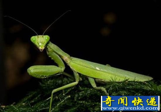 控制大脑杀死无形 动物界的变态杀手