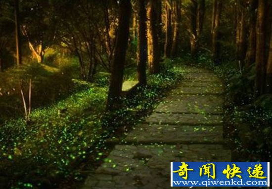 控制大脑杀死无形 动物界的变态杀手