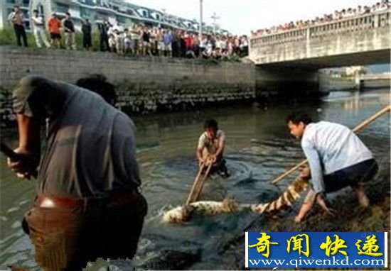 实拍鳄鱼吃人真实事件残忍至极 震惊世界!