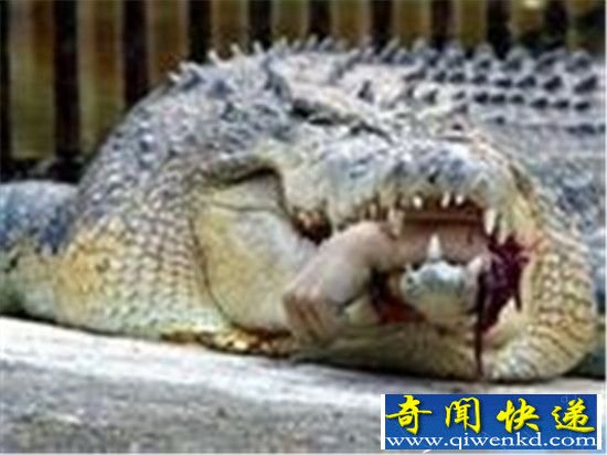 实拍鳄鱼吃人真实事件残忍至极 震惊世界!