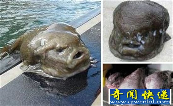 全球最诡异的动物 竟是外星生物太恐怖了!