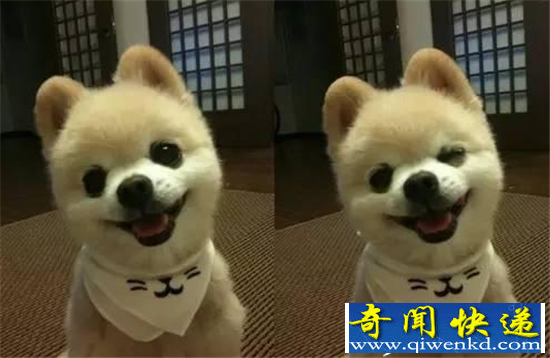 泰迪电动小马达附身 哈奇士才是狗界段正淳
