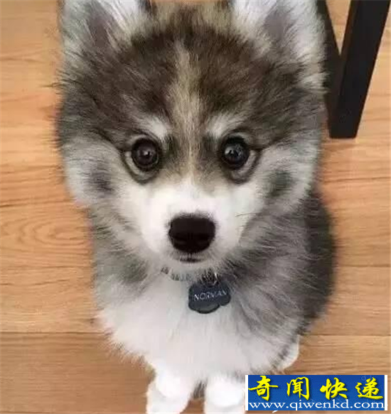 泰迪电动小马达附身 哈奇士才是狗界段正淳
