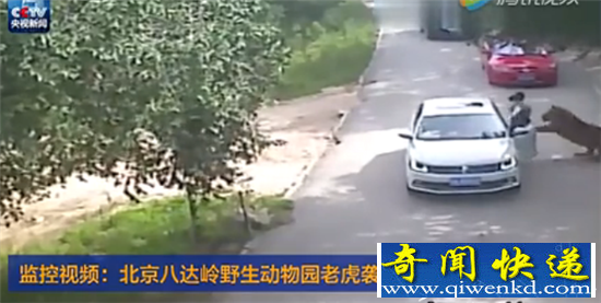 实拍北京游客遭老虎攻击 场面惊险万分