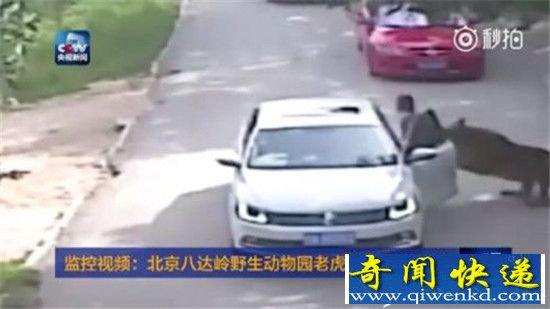 实拍北京游客遭老虎攻击 场面惊险万分