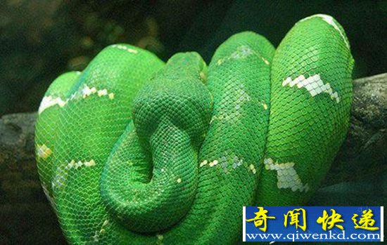 蛇中美蛇盘点 五颜六色大小各异