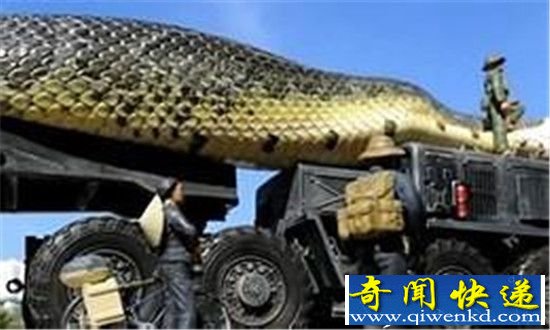 世界上最大的蛇在红海被捕获 堪比泰坦蟒!