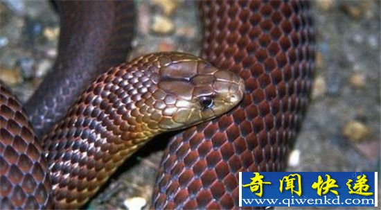 全球十大毒蛇深圳齐现身 咬伤数百人震惊!