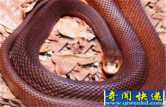 全球十大毒蛇深圳齐现身 咬伤数百人震惊!