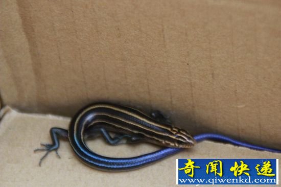 蓝色罕见蜥蜴被发现 距离上次出现时隔16年