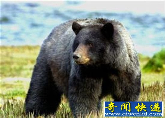 日本上演黑熊疯狂撕裂人类瞬间 动物吃人?
