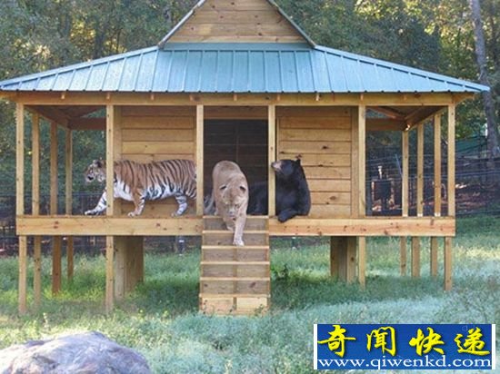 狮子老虎与黑熊共处一室 跨越物种的友谊