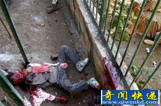 实拍动物园老虎吃人全过程 震撼的场面!