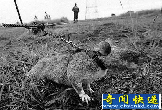 嗅觉比猫还厉害的老鼠 超级嗅觉鼠探地雷