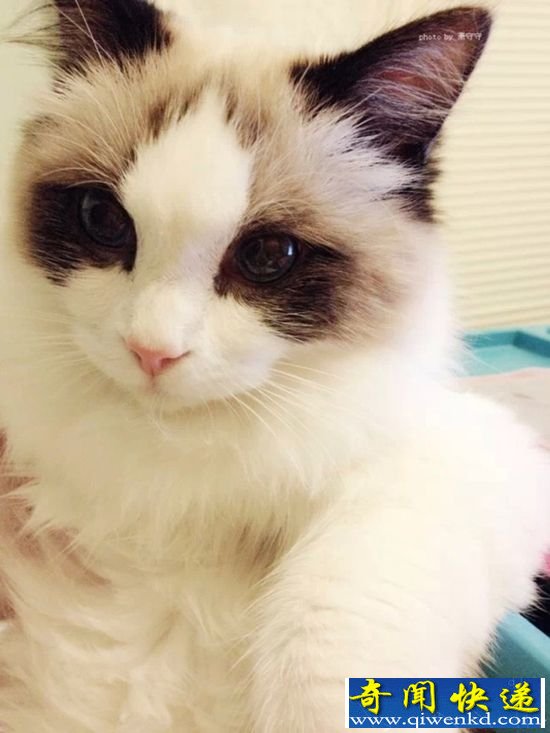 嗅觉比猫还厉害的老鼠 超级嗅觉鼠探地雷