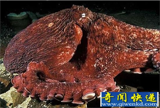 一亿年后地球新物种 沼泽章鱼的出现