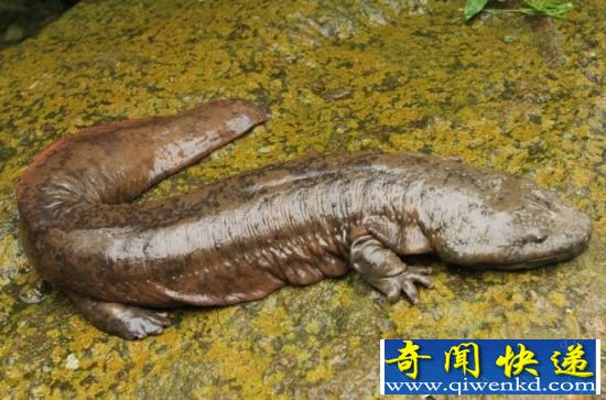罕见动物盘点 你没见过的龙与飞象