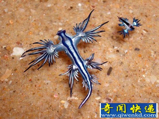 罕见动物盘点 你没见过的龙与飞象