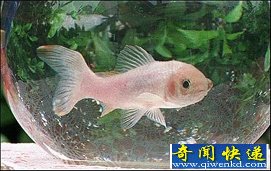 动物界里老寿星 120岁蟒蛇28岁蜘蛛
