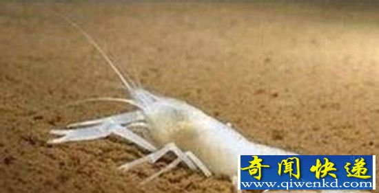 动物界的逆天存在 猪的智商或许不低于人类