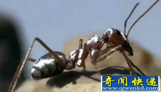 动物界的逆天存在 猪的智商或许不低于人类