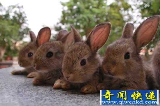 生殖技术哪家强 兔子老鼠非最强