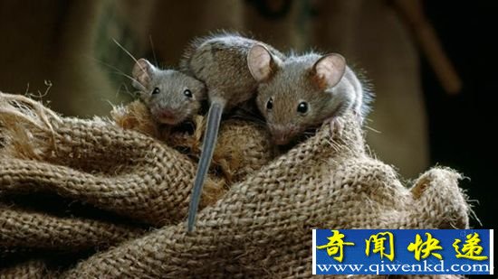 生殖技术哪家强 兔子老鼠非最强