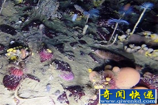 南极冰下世界五颜六色 一派生机