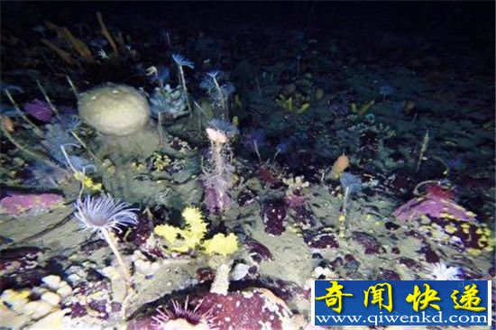 南极冰下世界五颜六色 一派生机