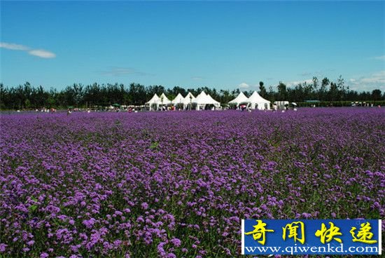 中国五个薰衣草游玩地 中国的薰衣草庄园