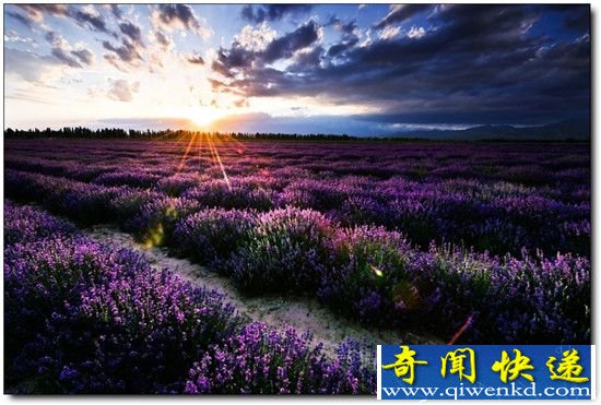中国五个薰衣草游玩地 中国的薰衣草庄园