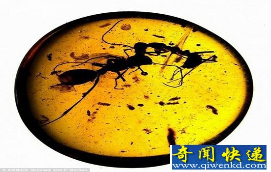 琥珀真实记录远古战争 形成时间在恐龙时期