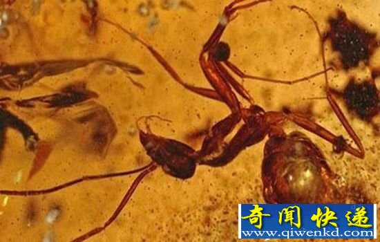 琥珀真实记录远古战争 形成时间在恐龙时期