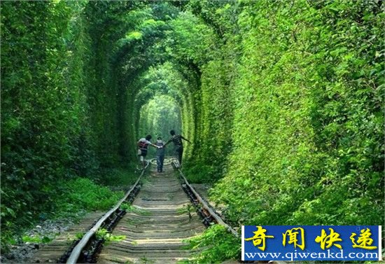 穿越世界上最美的树林隧道 带你走进人间仙境