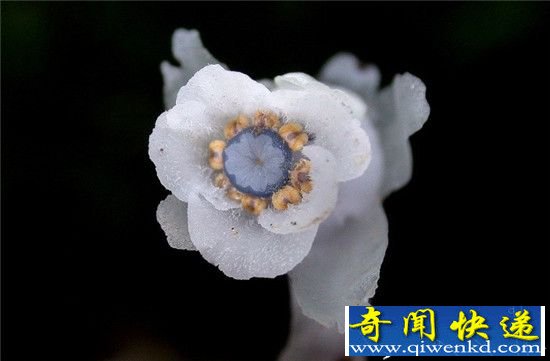 水晶兰死亡之花,稀罕的诡秘植物