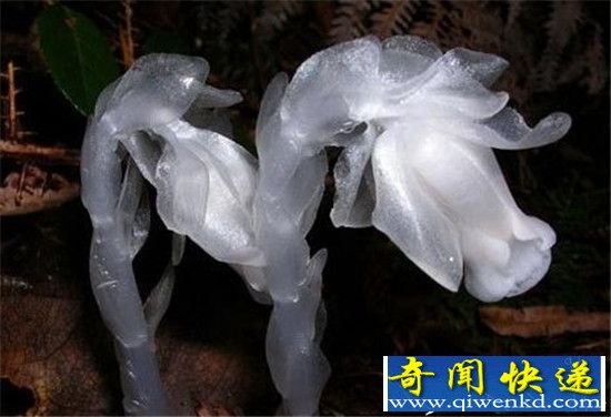 水晶兰死亡之花,稀罕的诡秘植物