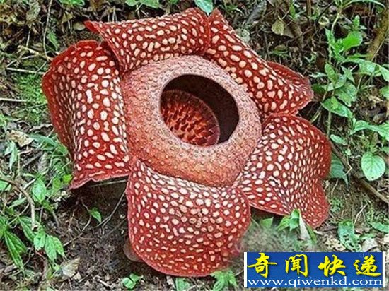 世上5大最恐怖植物杀手 真是太可怕了!